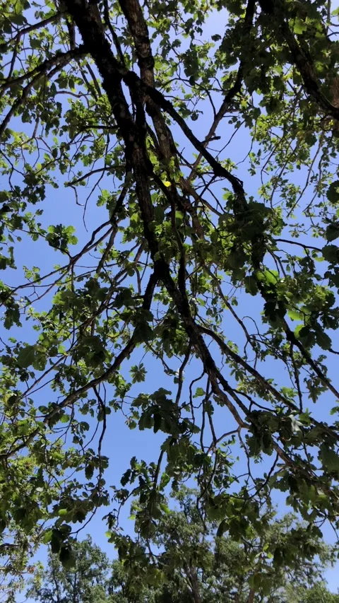 Tree Branches with Green Leaves Against Blue Sky Video stock 329069783