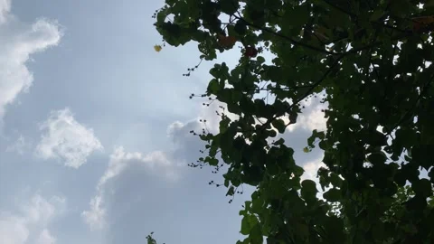 Tree branches with green leaves against a blue sky and drifting clouds Stock Footage 341228041