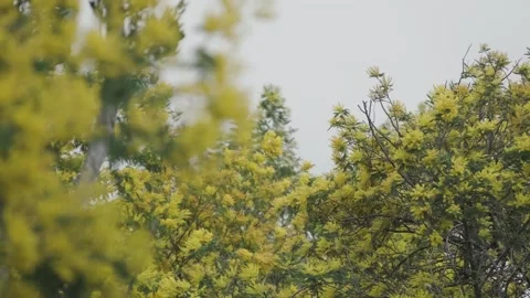 Tree branches with green leaves and yellow flowers moving by the wind. Cloudy. Stock Footage 248330475
