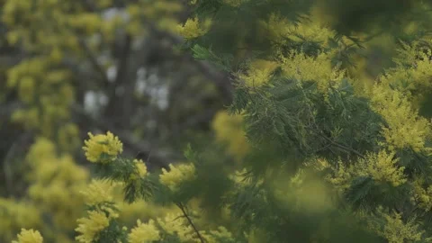 Tree branches with green leaves and yellow flowers moving by the wind. Vídeos de archivo 248330482