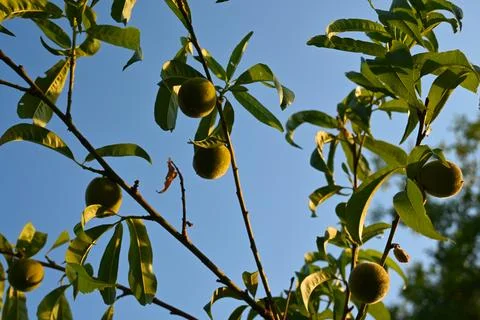 Tree branches with green leaves and round unripe fruits are seen against a cl Fotos Stock