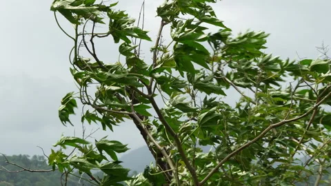 Tree branches with green leaves blowing wildly in a heavy wind 库存影片 337386804
