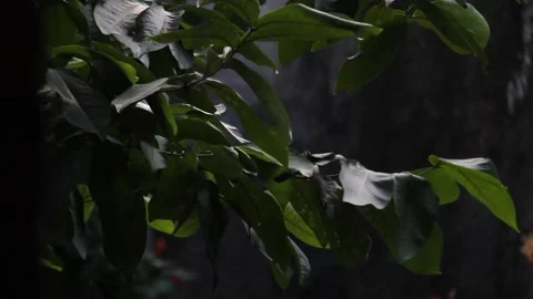 Tree branches green leaves breezy horizontal dark background Stock-Footage 322740331