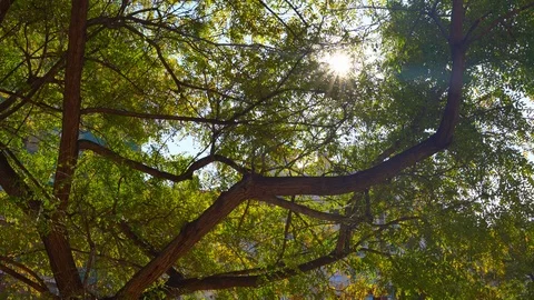 Tree branches with green leaves close sun. Rays of sun shine through the leaves Stock Footage 124370274
