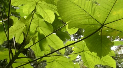 Tree branches with green leaves Stock Footage 11427838