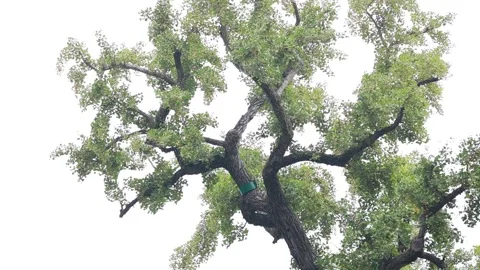 Tree branches with green leaves Stock-Footage 310161291