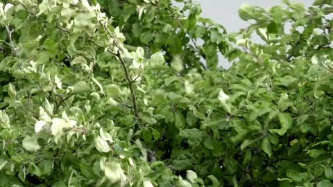 Tree branches with green leaves moved by strong wind, stormy weather Stock Footage 76812193