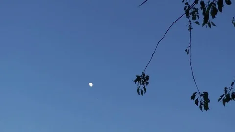 Tree branches with green leaves moving in the wind, waning moon, dark blue sky Stock Footage 76807290