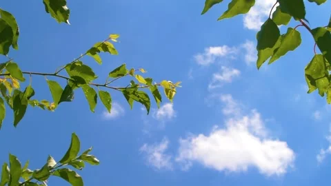 Tree branches with green leaves moving on wind over blue sky with white clouds Stock-Footage 151730951