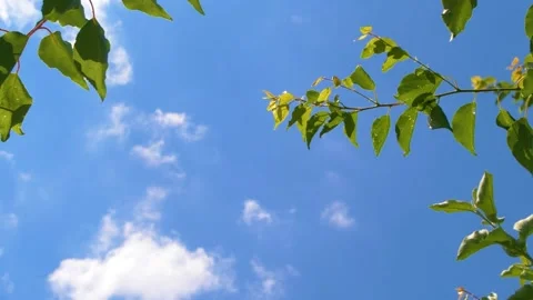 Tree branches with green leaves moving on wind over blue sky with white clouds 스톡 동영상 152869248