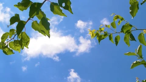 Tree branches with green leaves moving on wind over blue sky with white clouds Stock Footage 153734002