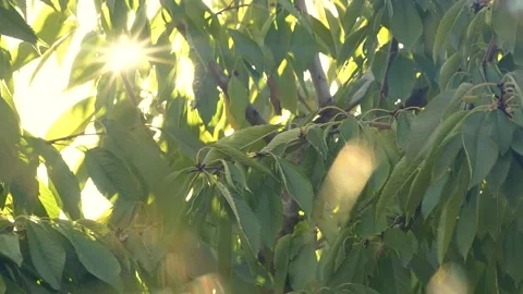 Tree branches with green leaves moving at sunset, sun rays, sunbeams, lens flare Stock Footage 163491138