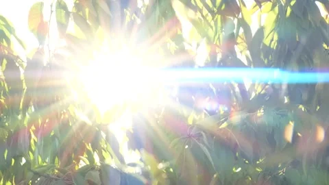Tree branches with green leaves moving at sunset, sun rays, sunbeams, lens flare Stock Footage 164941925