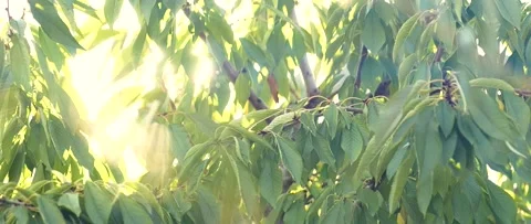 Tree branches with green leaves moving at sunset, sun rays, sunbeams, lens flare Stock Footage 166192043