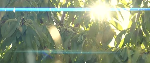 Tree branches with green leaves moving at sunset, sun rays, sunbeams, lens flare Stock Footage 166488892