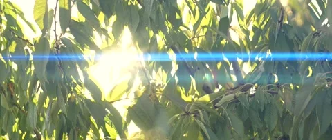 Tree branches with green leaves moving at sunset, sun rays, sunbeams, lens flare Stock Footage 167813402