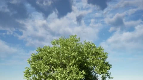 Tree branches with green leaves moving on wind over blue sky with white cloud Stock Footage 170409576