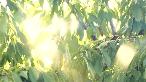 Tree branches with green leaves moving at sunset, sun rays, sunbeams, lens flare 動画素材 187963229