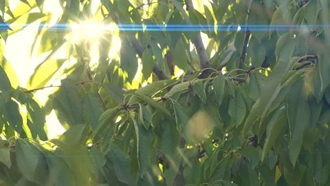 Tree branches with green leaves moving at sunset, sun rays, sunbeams, lens flare Vídeos de archivo 197014005