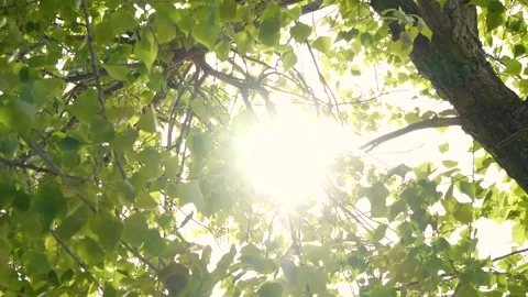 Tree branches with green leaves moving at sunset, sun rays, sunbeams, lens flare Vídeo Stock 197347978