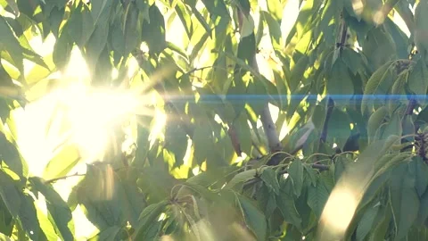 Tree branches with green leaves moving at sunset, sun rays, sunbeams, lens flare Stock Footage 198466826