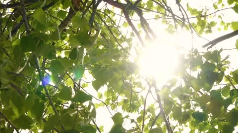 Tree branches with green leaves moving at sunset, sun rays, sunbeams, lens flare Stock Footage 199188142