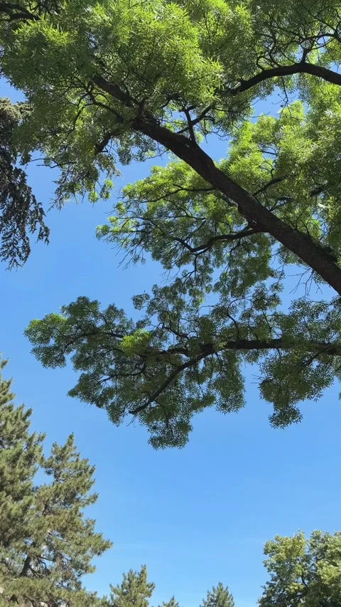 Tree branches with green leaves moving in the wind against blue sky. Stock Footage 338055089