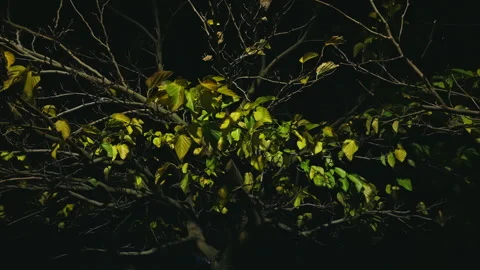 Tree Branches with Green Leaves at Night Stock Footage 276838893