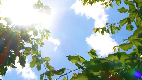 Tree branches with green leaves over blue sky with white clouds and sun light Stock Footage 151304567