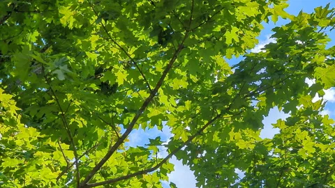 Tree Branches With Green Leaves Over Blue Sky With White Clouds and Sun Lig.. Stock Footage 317725066