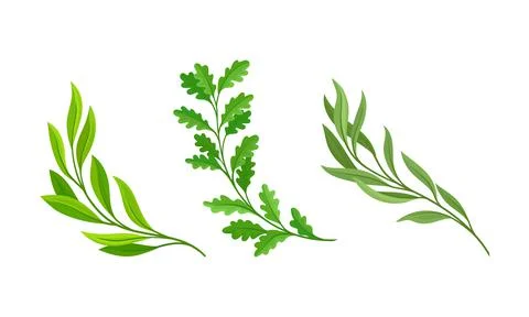 Tree branches with green leaves set. Willow, Eucalyptus, Oak Twigs cartoon Stock Illustration