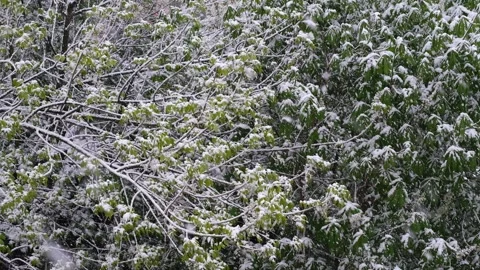 Tree branches with green leaves in the snow during spring snowfall Stock Footage 323384609