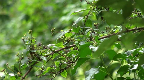 Tree branches with green leaves in summer Stock-Footage 56963667