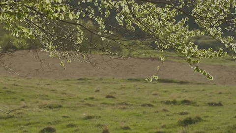 Tree branches with green leaves in the summer sunset Stock Footage 186634319