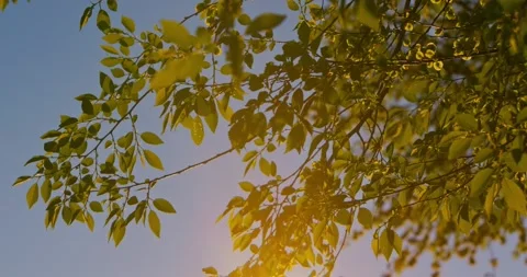 Tree branches with green leaves in sunlight 库存影片 332550873