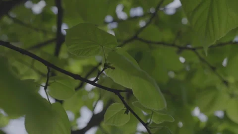 Tree branches with green leaves swaying in light wind Видео 302227039