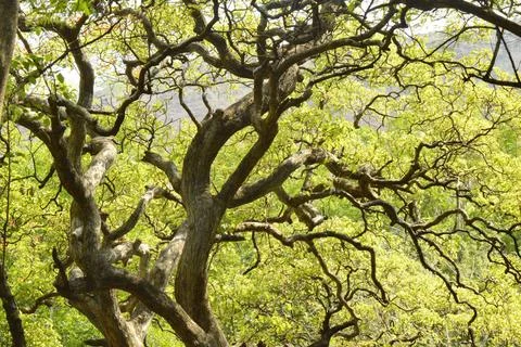 Tree branches with green leaves Tree branches with green leaves Copyright:... Stock Photos