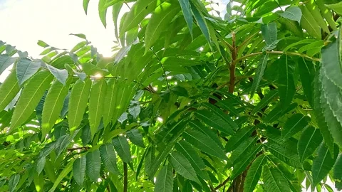 Tree branches with green leaves under sunlight Stock Footage 318068427
