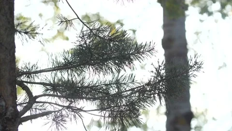 Tree branches on green spruce forest background against a white sky. Stock Footage 197060121