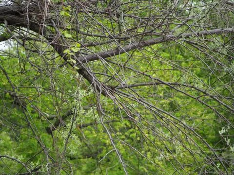 Tree Branches With Green Trees In the Background Stock Photos