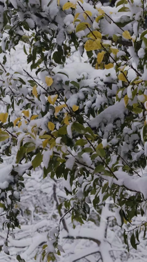 Tree branches with green yellow leaves in snowing winter Stock Footage 258965005