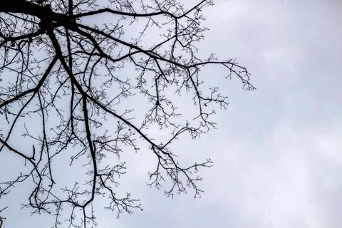 A tree branches on the grey sky.. Looking up to grey sky through tree branche Stock Photos