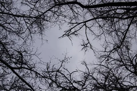 A tree branches on the grey sky with a snow. Looking up to grey sky through t Stock Photos