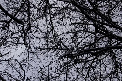 A tree branches on the grey sky with a snow. Looking up to grey sky through t Stock Photos