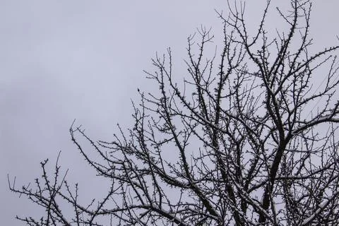 A tree branches on the grey sky with a snow. Looking up to grey sky through t Stock Photos
