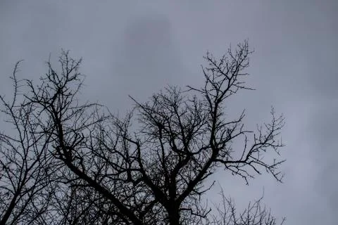 A tree branches on the grey sky. A Winter day. A Mainly cloudy day.  Ukraine. Stock Photos