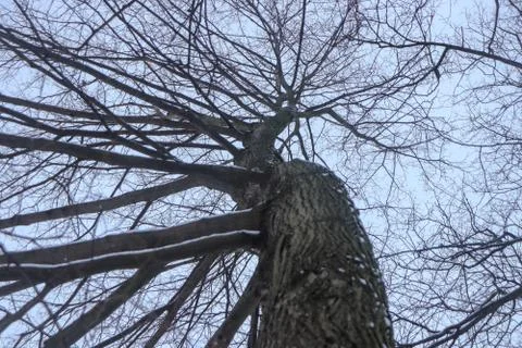 Tree with branches growing in one direction Stock Photos