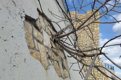 Tree branches growing through stone and plaster wall Stock Photos