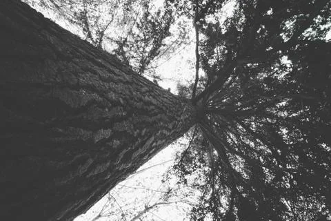 Tree branches growing towards the sky in Cruz square, Pamplona, Spain Foto stock