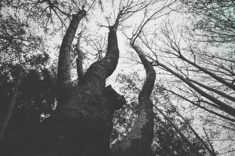 Tree branches growing towards the sky in Cruz square, Pamplona, Spain Stock Photos